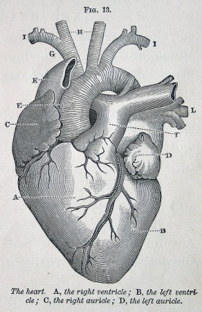 A diagram of the heart from the 1884 volume Physiology for Young People. Via flickr used cori kindred.