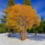 Teri-Ann Rojas — Reno, Nevada. thumbnail