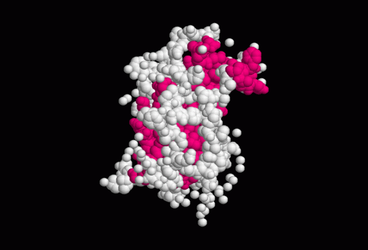 The structure of the most common isomer of hGH. Image: WikiMedia Commons