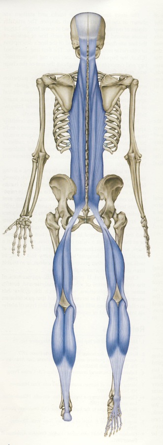 Superficial back line (Credit: Thomas W. Meyers/Anatomy Trains)