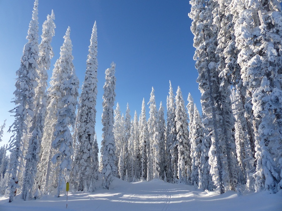 Early morning at the Sovereign Lake Nordic Centre on Dec. 8, before the men's and women's NorAm classic sprints.