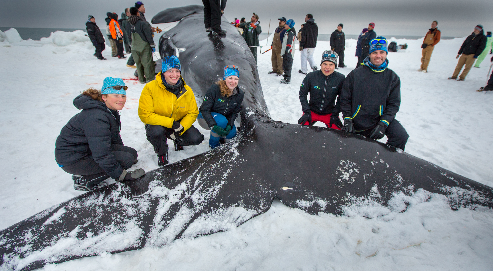 The Skiku Crew and a humpback whale in Barrow. Photo: Brice Habeger, Piksik.