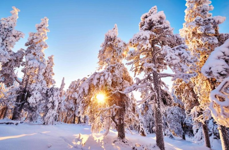 Sun shining through the trees in Kuusamo, Finland (Photo: Toko)