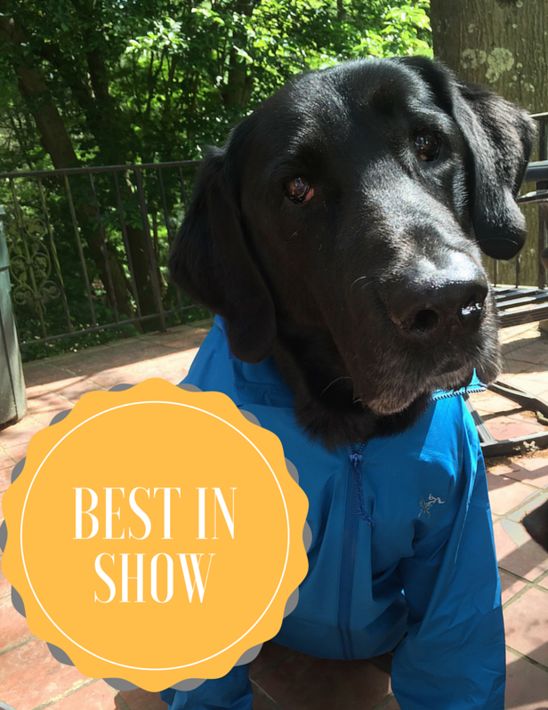 Fast Big Dog, Arc'teryx Norvan Jacket, Best in Show, gear review, jacket review, FasterSkier gear review 