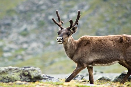 A reindeer in the Kebnekaise valley in Sweden. (Photo: Wikimedia Commons)