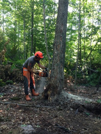 Tim Burke clearing his property outside Lake Placid, New York. "I did almost all of the clearing myself and it turned out to be great early season strength work!" (Courtesy photo)