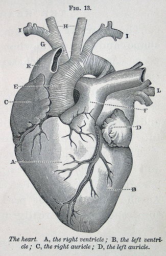 https://fasterskier.com/wp-content/blogs.dir/1/files/2011/09/Heart-diagram.jpg