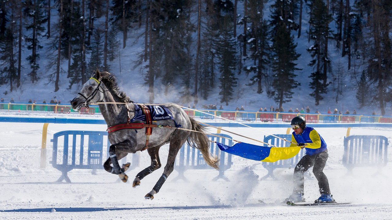 Skiing With Horses: Learn More About This Sport