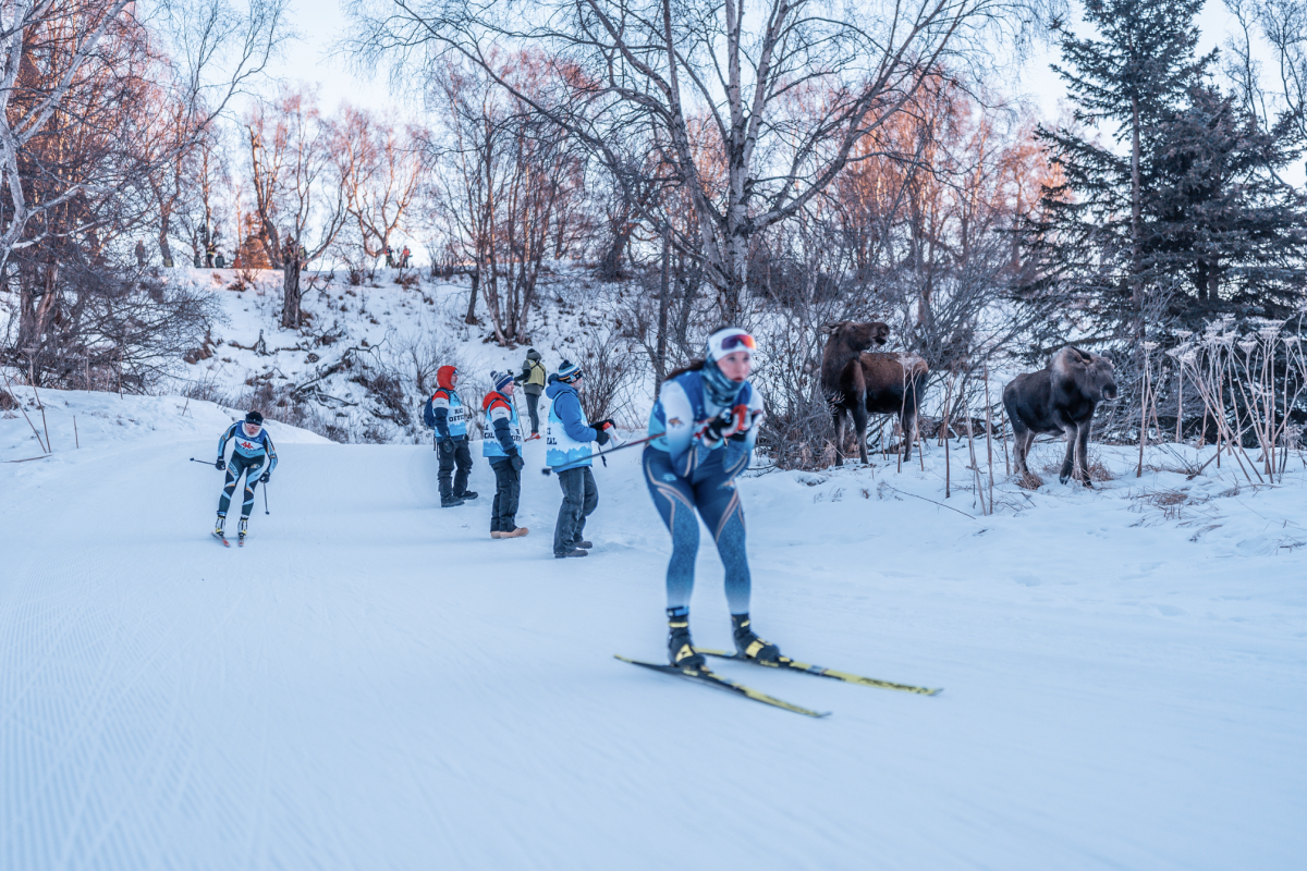 The National Championship Ski Race Was Set for Kincaid Park – Then the Moose Showed Up